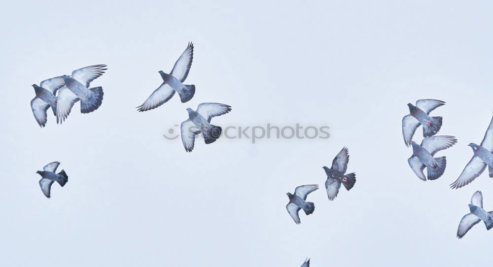 Similar – Image, Stock Photo 7.75 Whooper swans Air