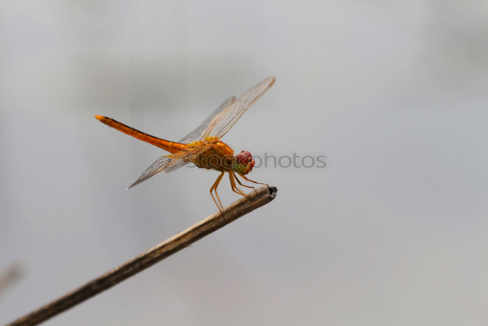 Similar – Sympetrum striolatum dragonfly