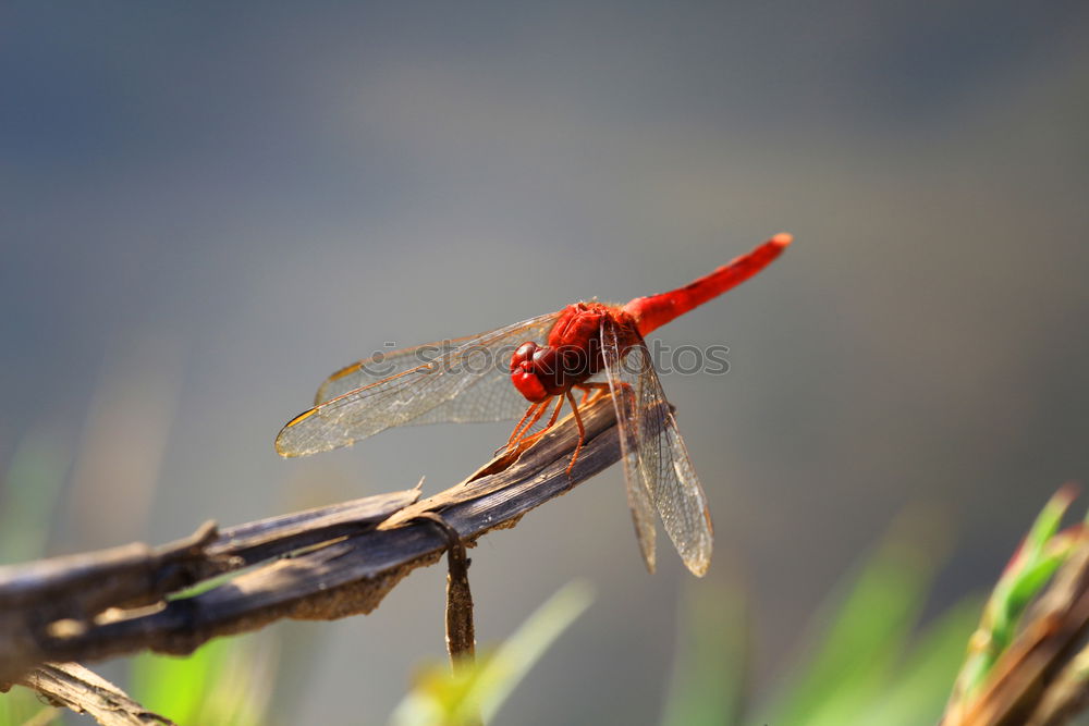 Similar – Image, Stock Photo Sympetrum meridionale (male) N°2