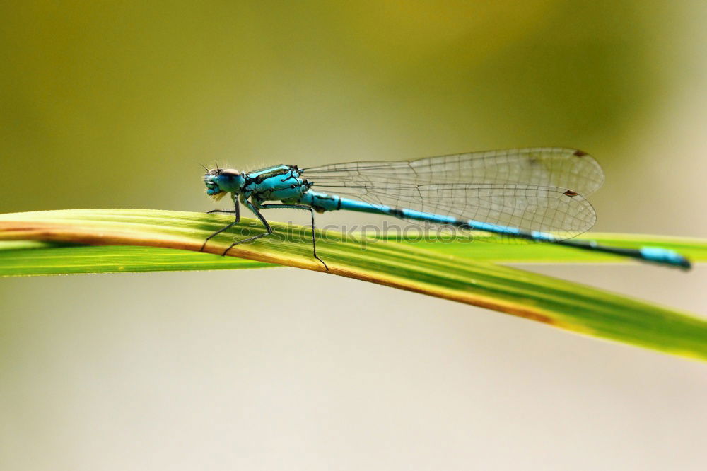 Similar – Image, Stock Photo Dragonfly SEX Animal