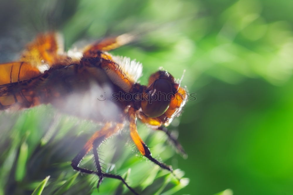 Similar – Little hoverfly in a green garden