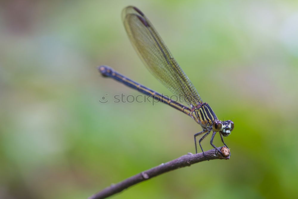 Similar – Image, Stock Photo Dragonfly SEX Animal