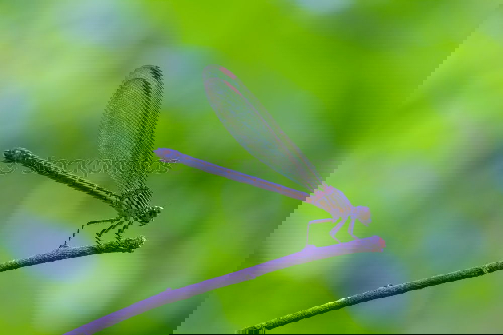 Similar – Image, Stock Photo Dragonfly-Love Environment