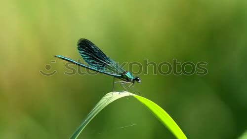 Similar – Dragonfly on a blade of grass