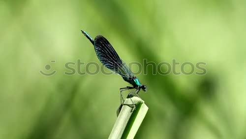 Similar – Image, Stock Photo bug Green Meadow Summer