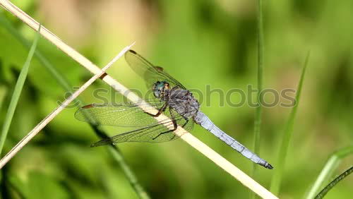 Similar – Image, Stock Photo Large Blue Arrow Nature