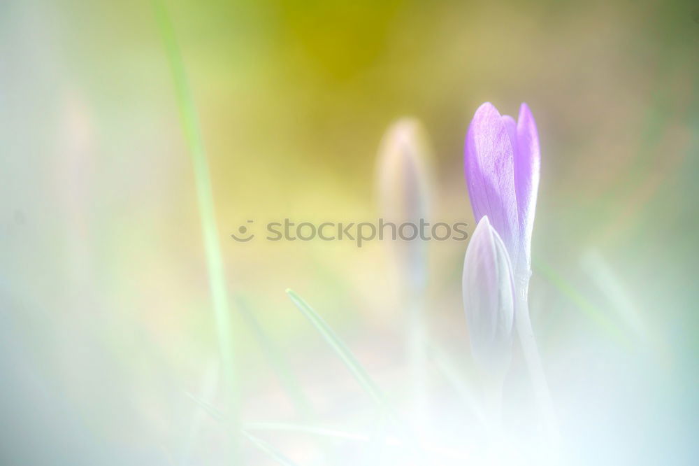 Similar – blurred green & sharp violet