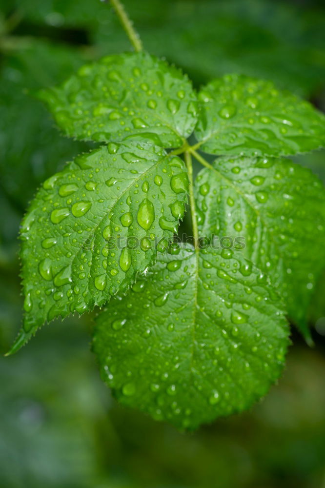 Similar – Image, Stock Photo kitchen herb Food