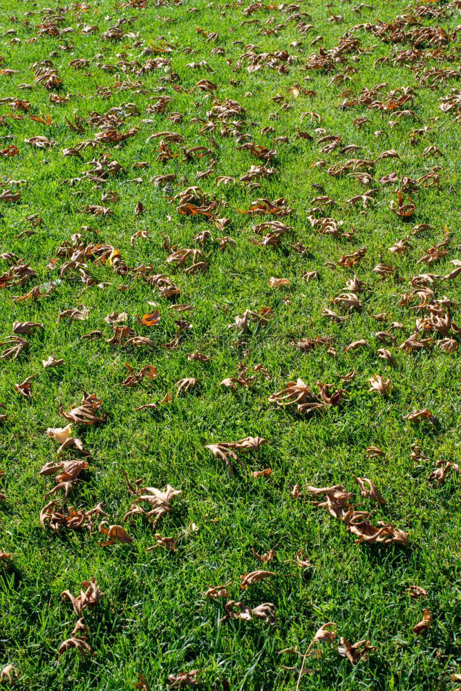 Similar – Image, Stock Photo Not playable! Meadow