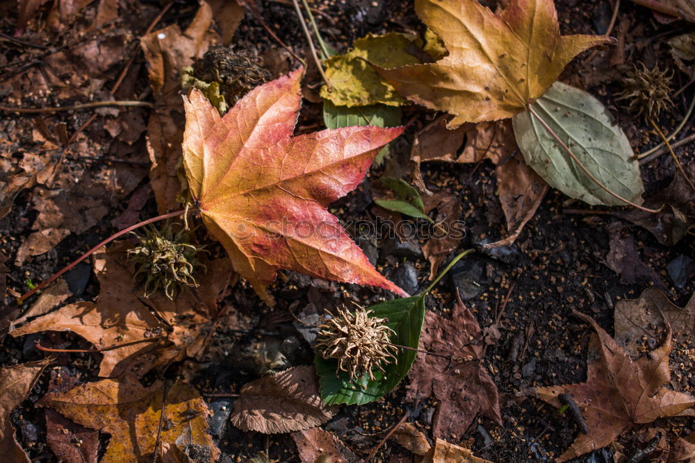 Similar – Image, Stock Photo autumn Autumn Leaf Nature