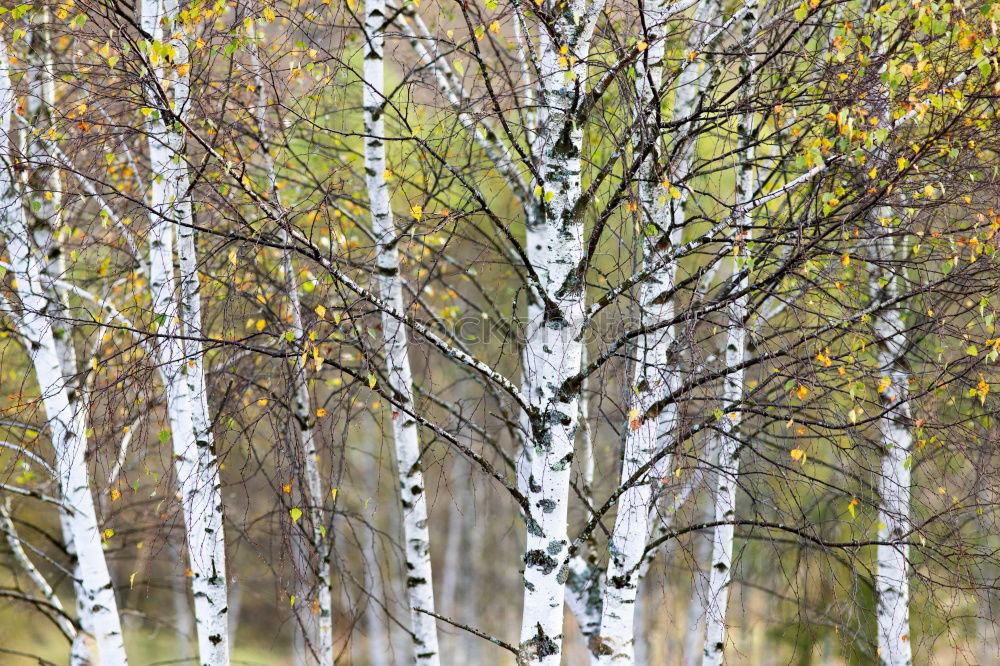 Similar – ghost forest Landscape