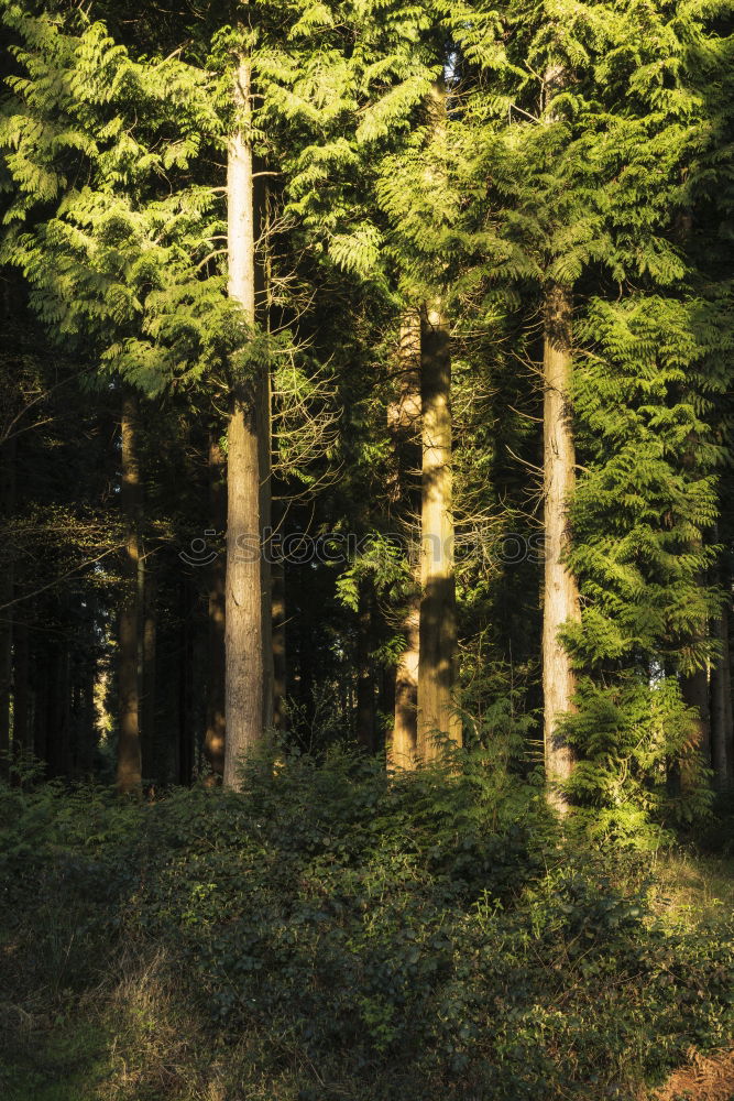 Similar – Loud trees Forest Tree