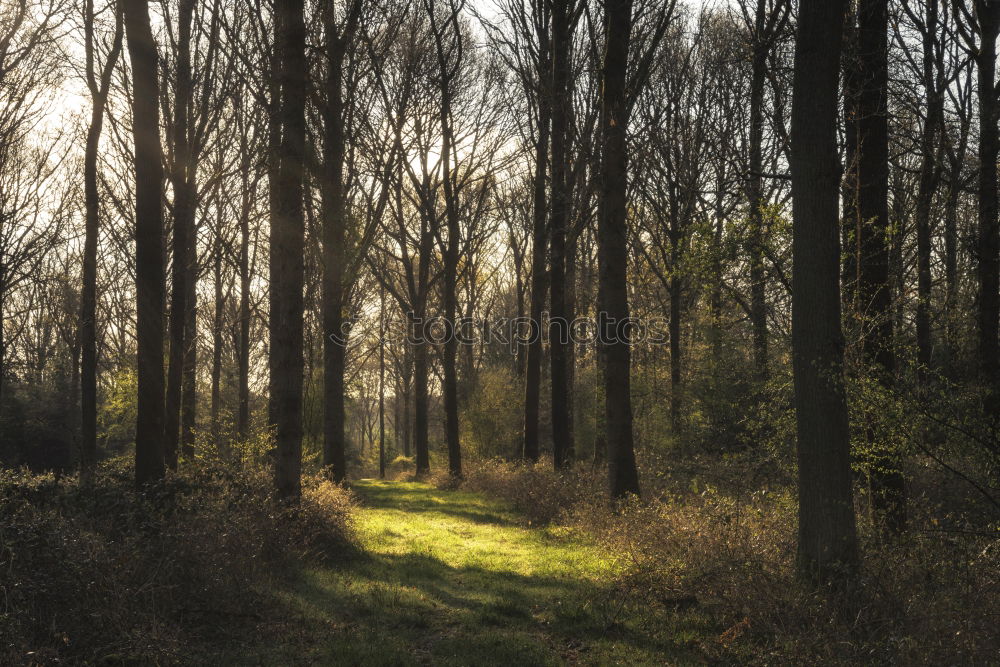 Similar – Image, Stock Photo Forest in autumn