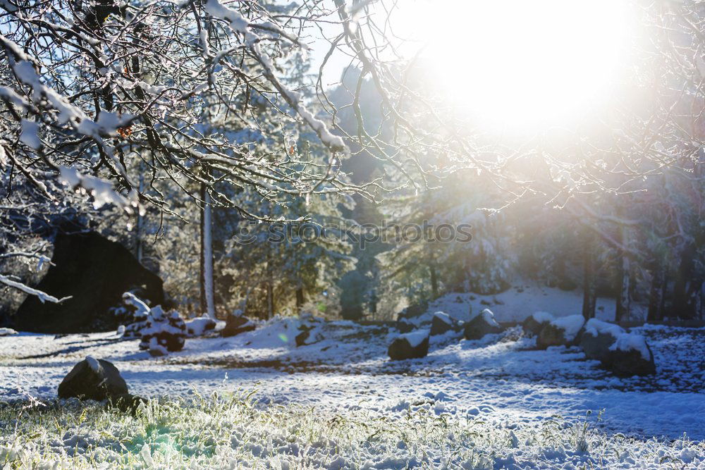 Similar – Image, Stock Photo Woman with blue jacket at the edge of forest during snowfall