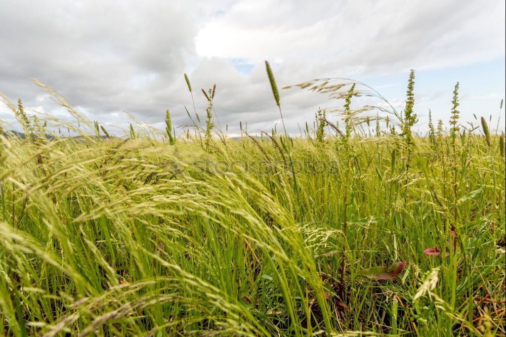 Similar – meadow edge Meadow Grass