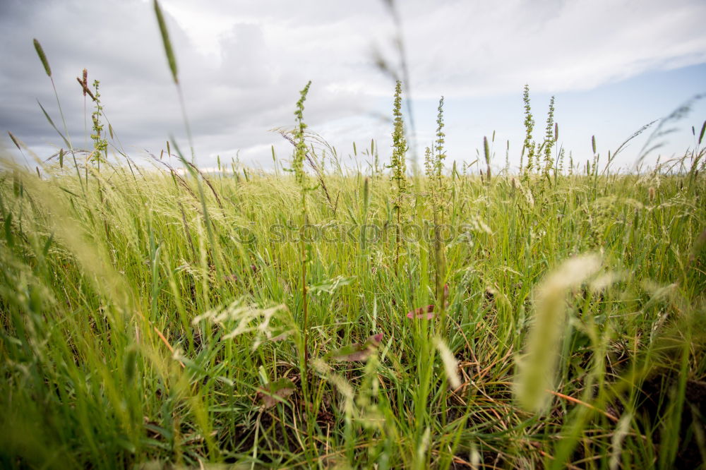 Similar – Image, Stock Photo a bed in the cornfield