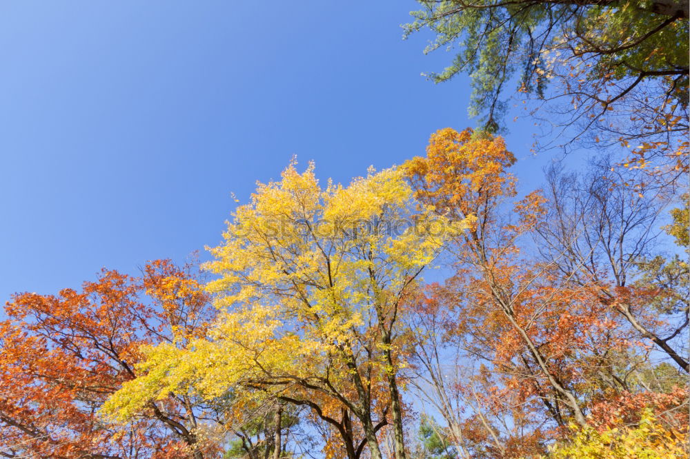 Similar – Golden Autumn Environment