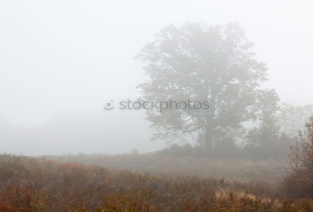 Similar – Image, Stock Photo Birch trees in autumn colors