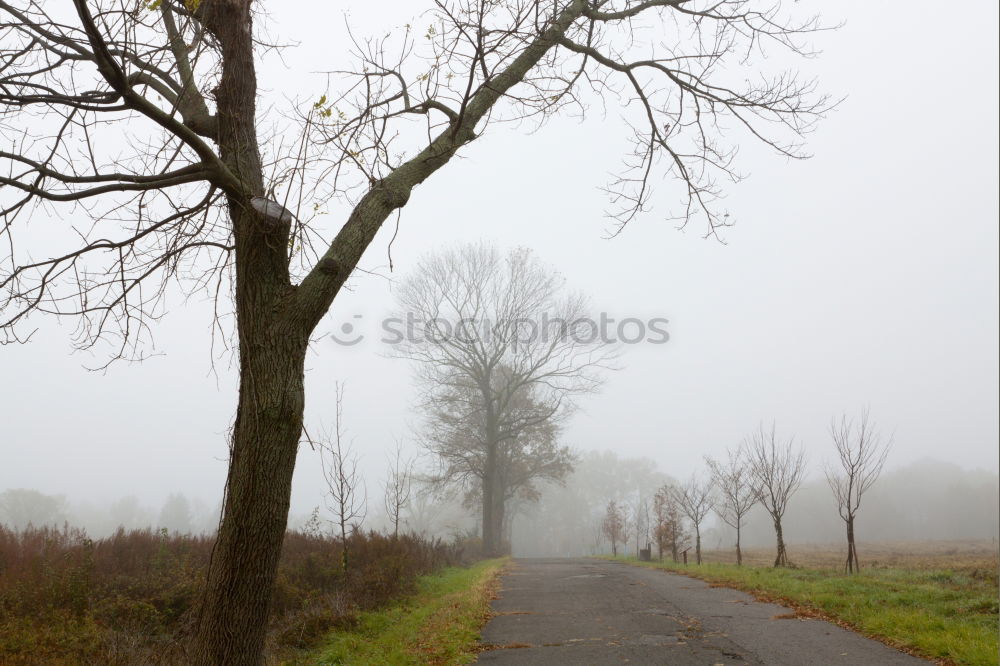 Similar – windschief ll Baum Herbst