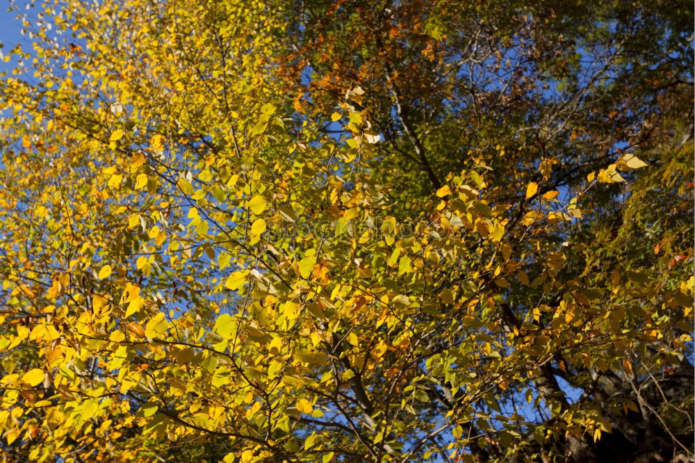 Similar – You know, I’ve got a leafy roof over my head.