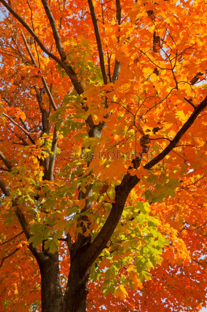 autumn lights Japan Tree