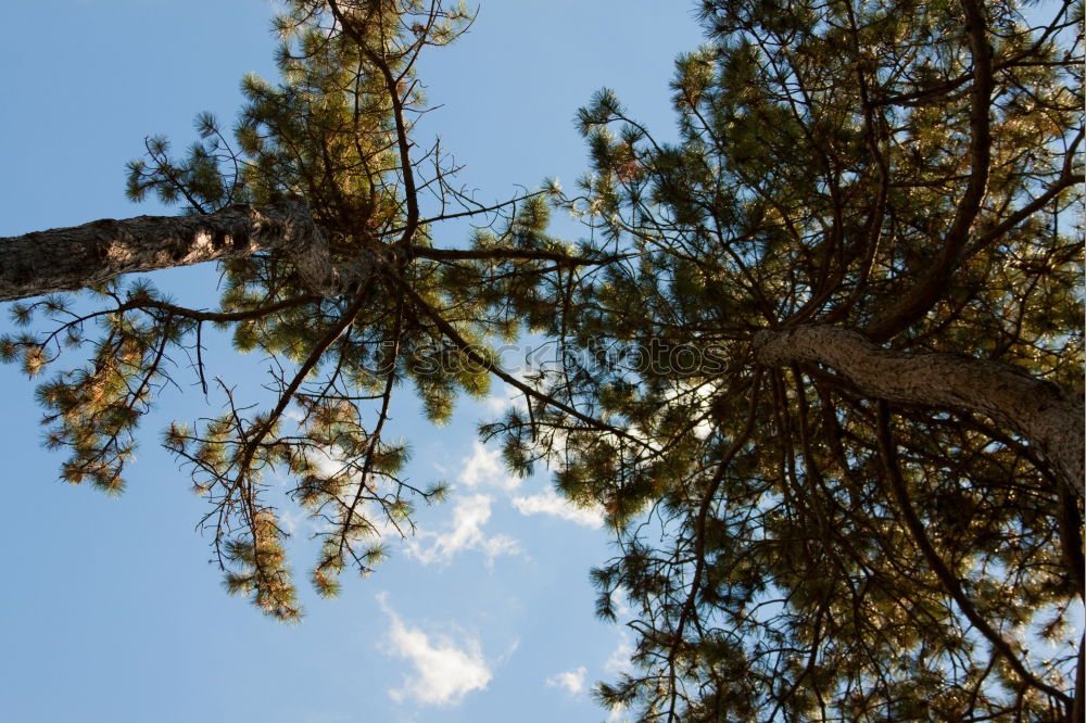 Similar – Jobneid Wald Holz Aussicht