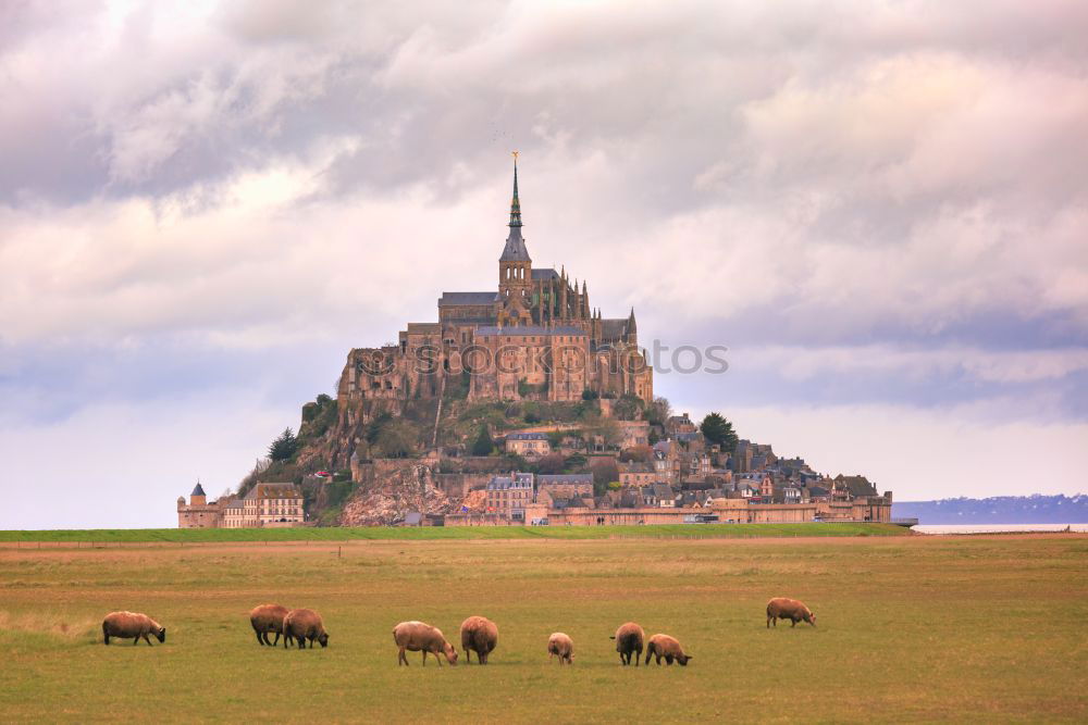 Mont-Saint-Michel and the sheep