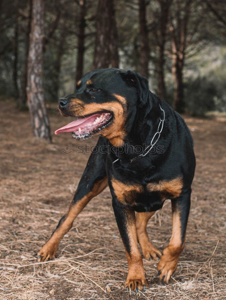 Similar – doggy Hund Labrador