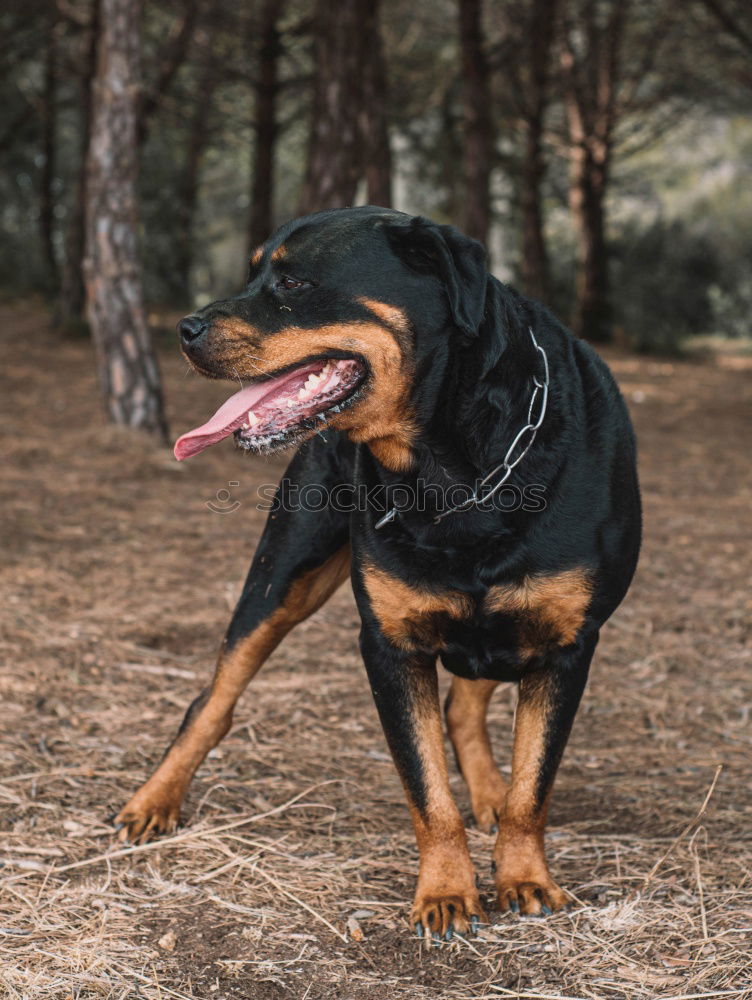 Similar – doggy Hund Labrador