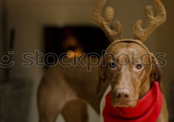 Similar – Dog with antlers at Christmas time