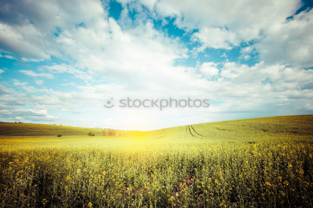 Similar – autumn weather Agriculture