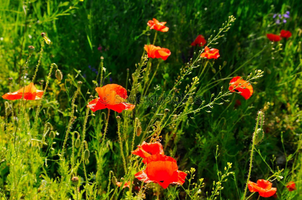 Similar – Image, Stock Photo last Flower Red Green