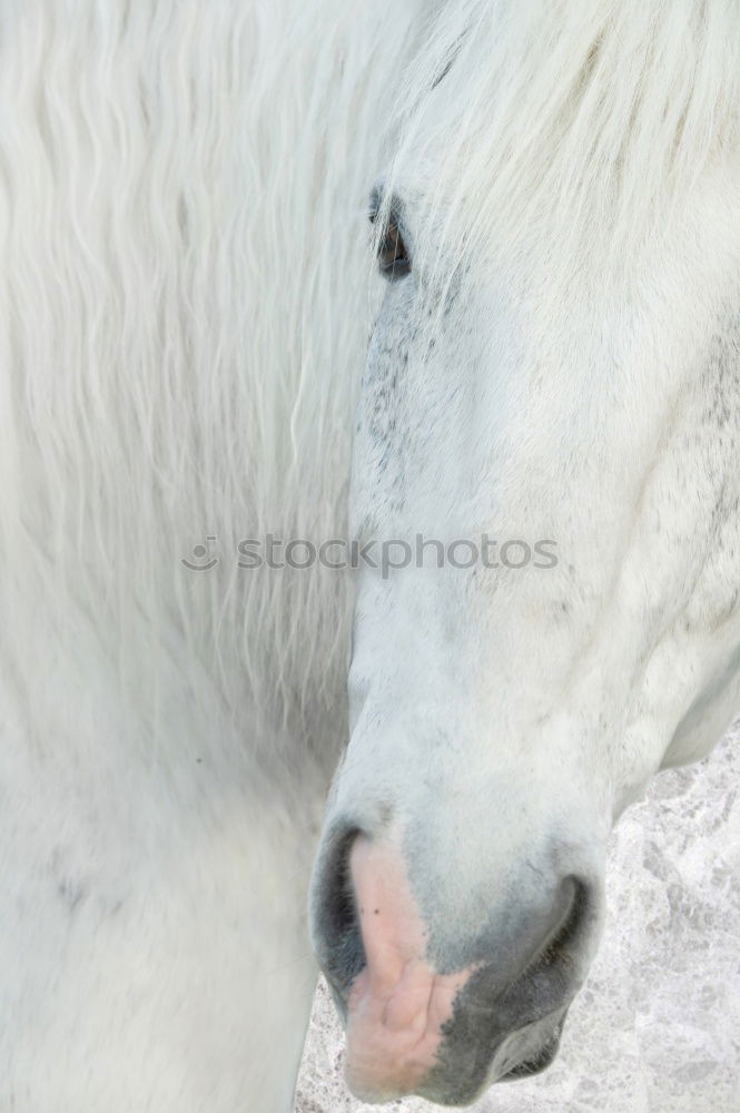 Similar – Image, Stock Photo Let me see Horse Mane