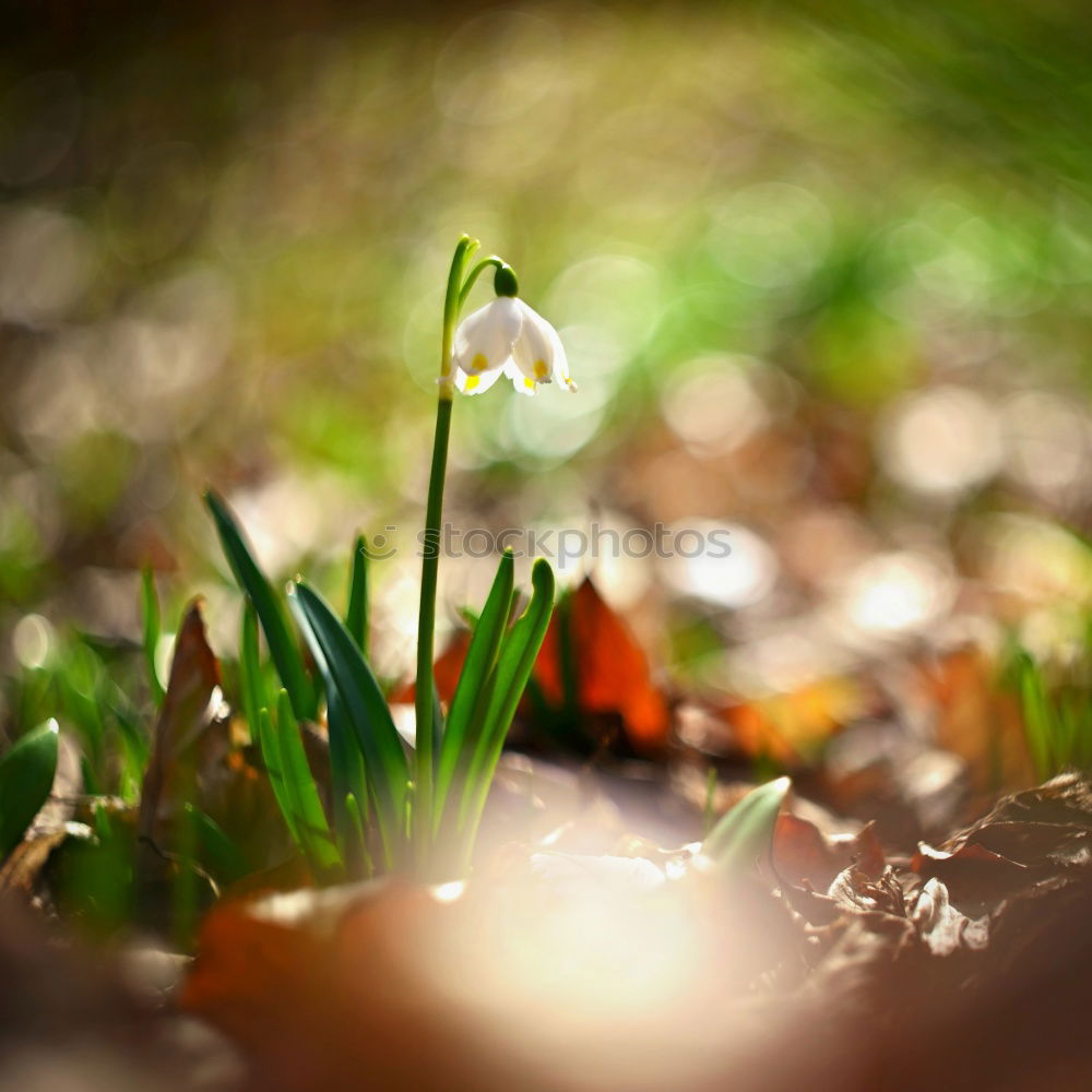 Similar – Image, Stock Photo springtime Environment