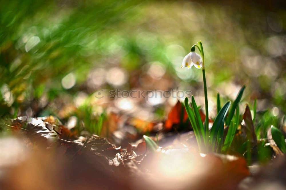 Similar – Image, Stock Photo Seasons | Märzenbecher