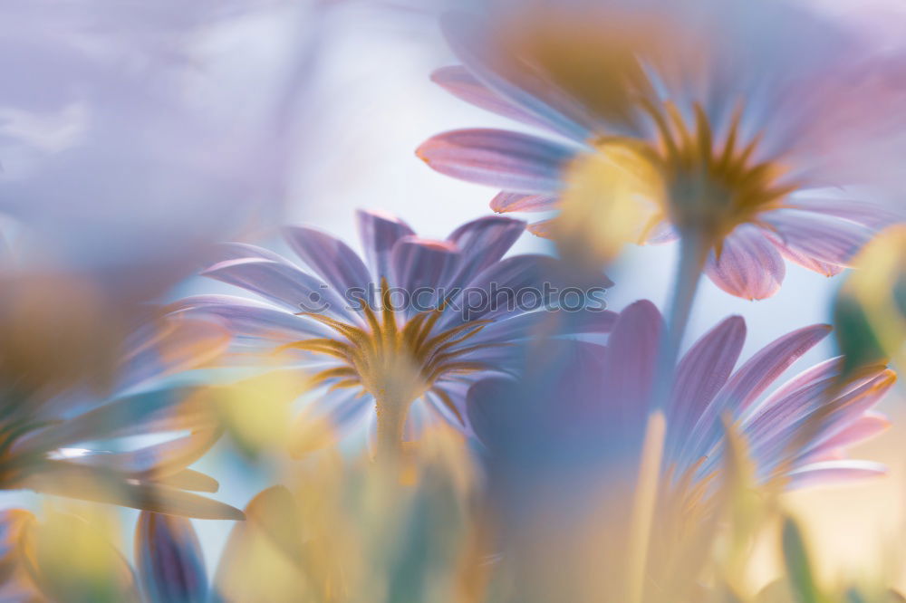 Similar – colorful flower plant in the garden