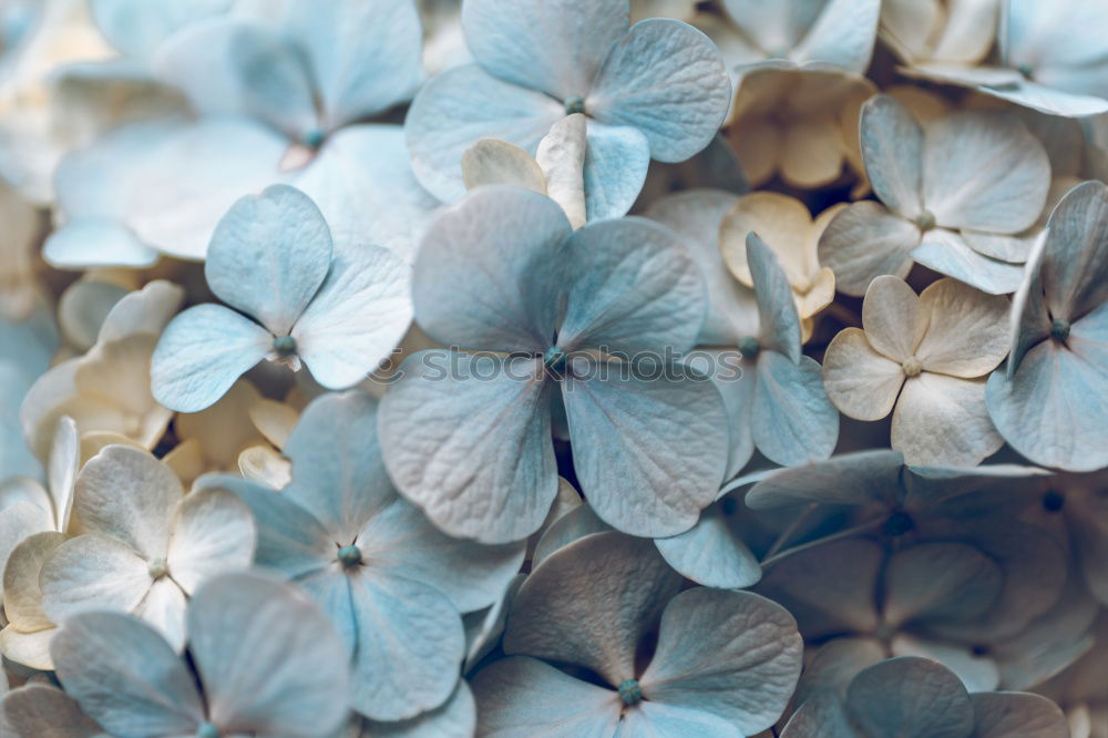 Similar – Image, Stock Photo Orchid flower with different leaves