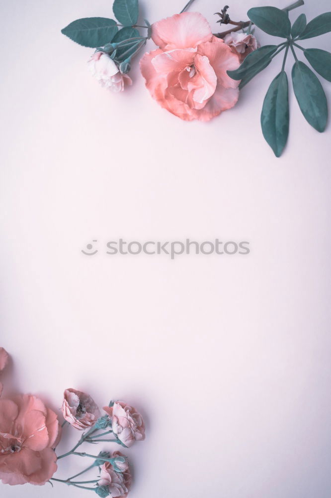 Similar – Image, Stock Photo White sheet of paper & the leaf of a monstera on pink background