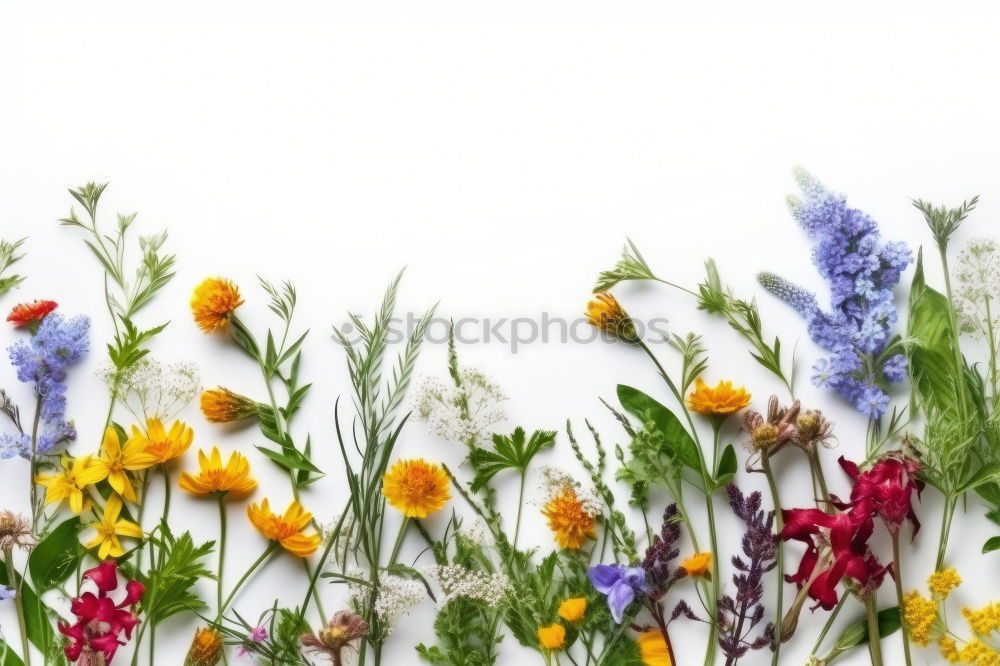 Similar – Image, Stock Photo Spring flowers background with hyacinths on white wood
