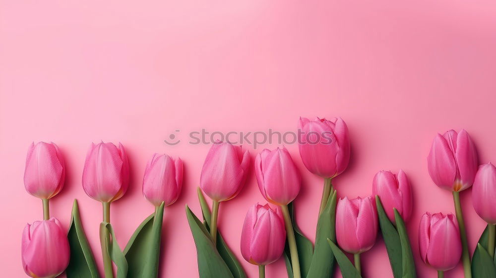 Similar – Image, Stock Photo Beautiful tulips on pink paper, top view