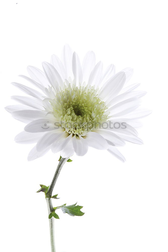 Similar – Image, Stock Photo French flax, linum narbonense,
