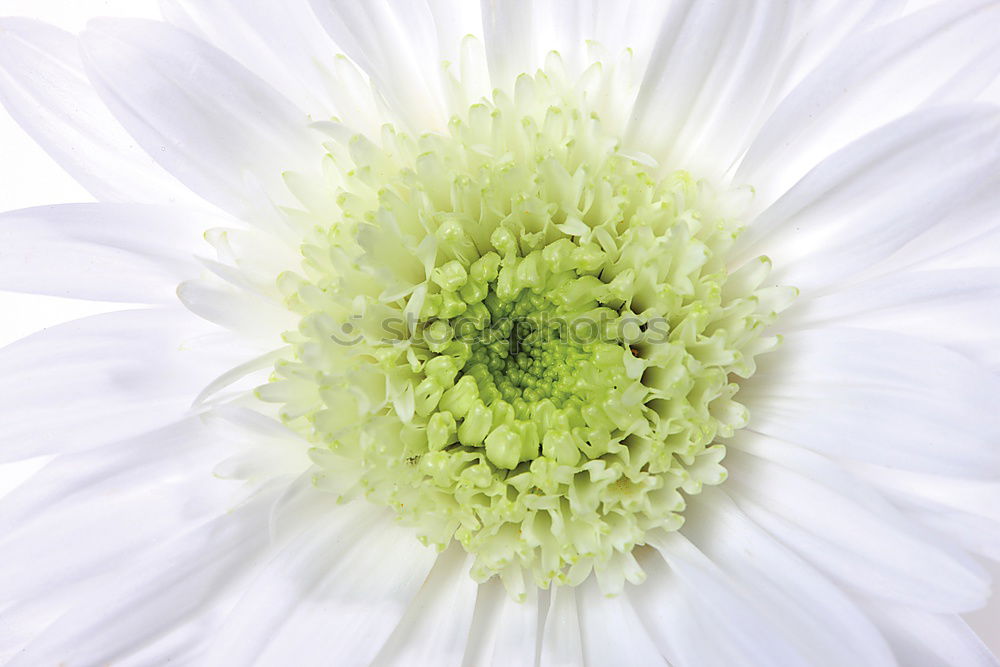 Similar – Image, Stock Photo little flowers Flower