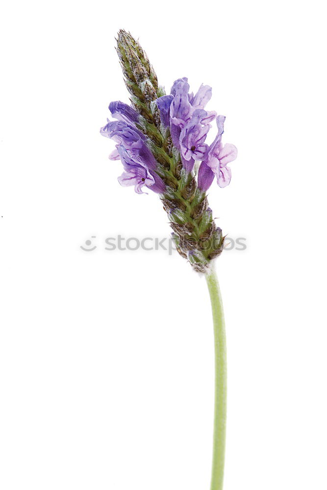 Similar – Allium isolated on white background