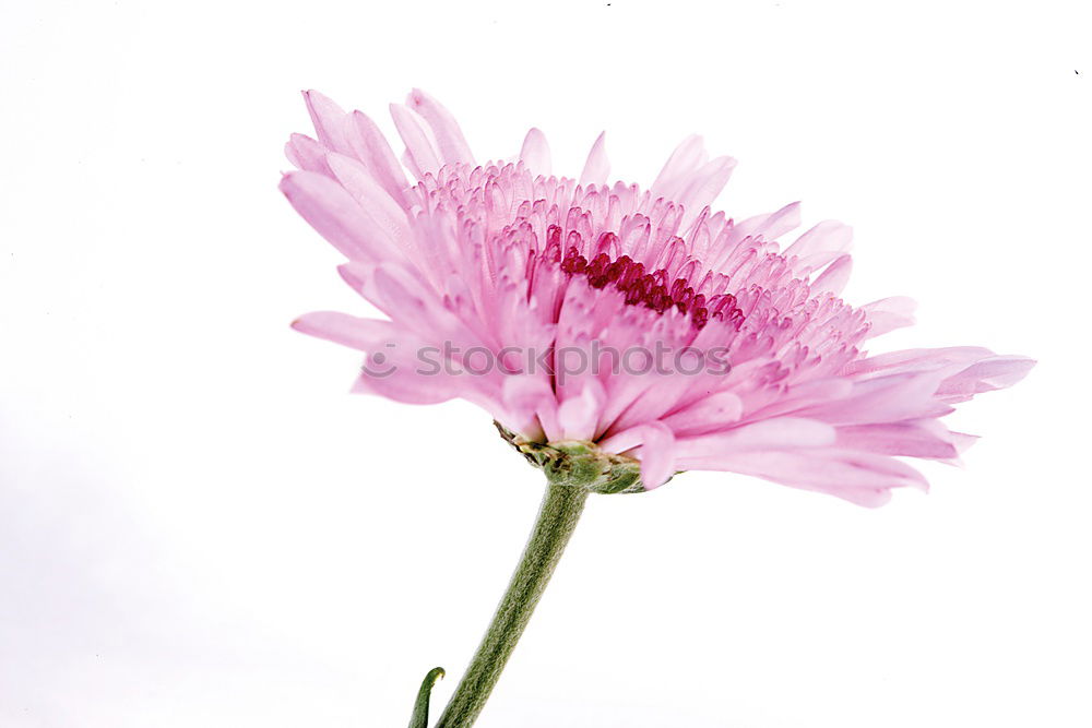 Similar – Image, Stock Photo Two pink cosmea flowers (white background)