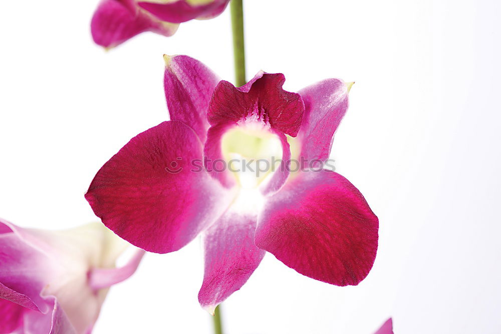 Similar – Orchidee Pflanze Blume