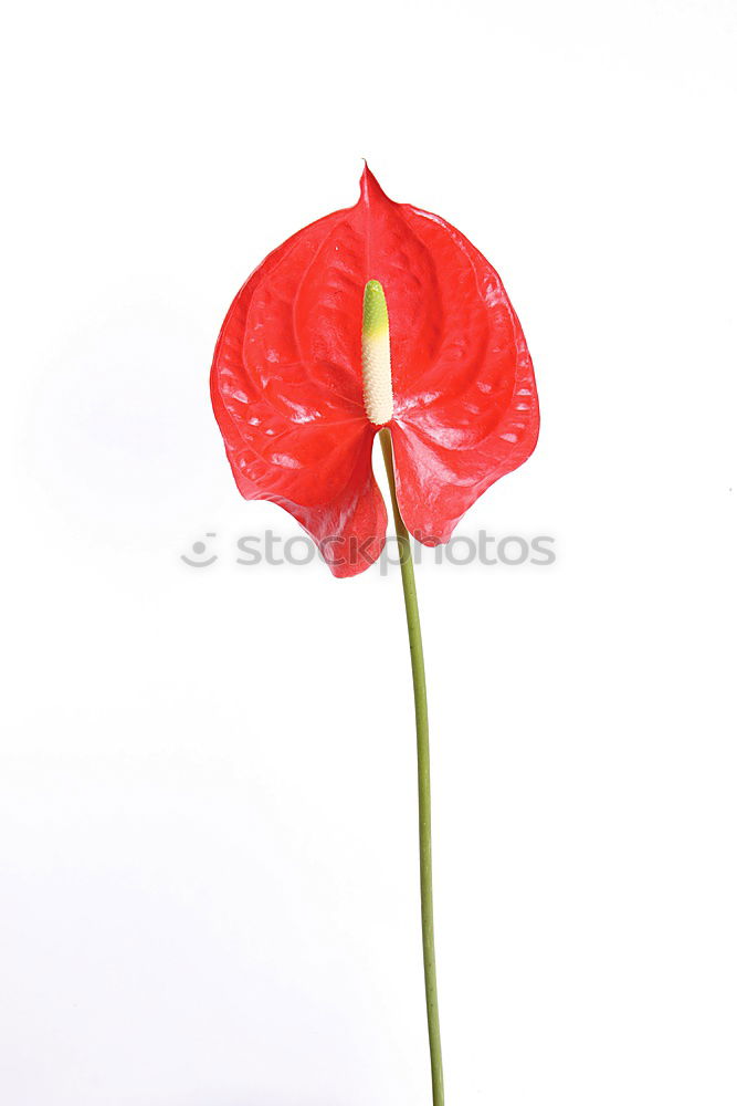 Similar – Foto Bild Klatschmohn Blume Pflanze