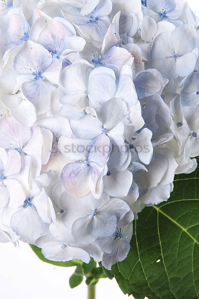 Similar – hydrangea Plant Summer