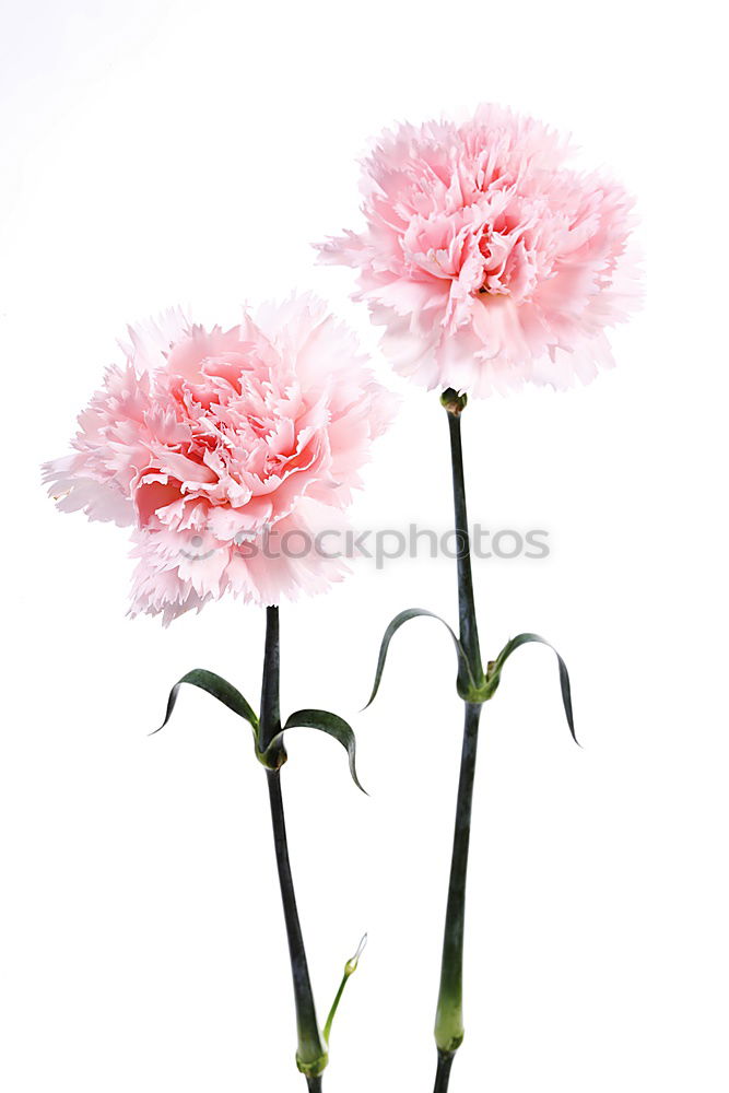 Similar – Image, Stock Photo Cornflower; centaurea; cyanus; field plants;