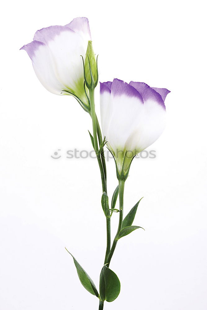 Similar – Crowned anemone with violet against a light background