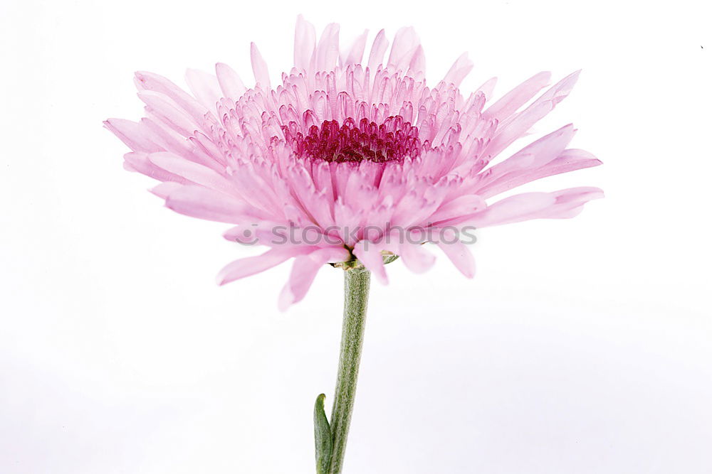 Similar – Image, Stock Photo Cornflower; centaurea; cyanus; field plants;